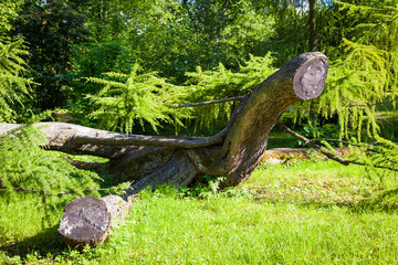 Old tree trunk in the Park