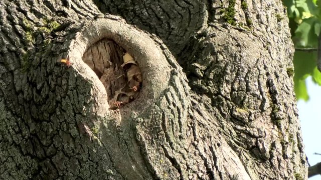 Hornets Fly To Their Nest 