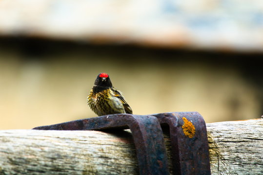 Rotkopf Bilder Durchsuchen 91 Archivfotos, und Videos