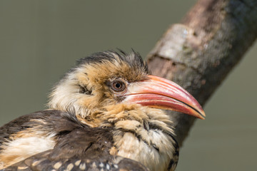 Red Billed Hornbill