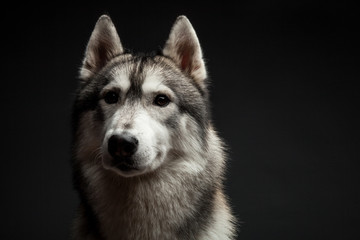Huskey dog portrait in studio