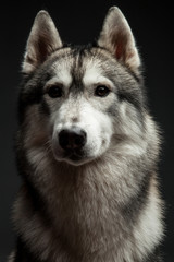 Huskey dog portrait in studio