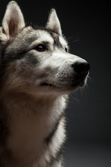 Huskey dog portrait in studio
