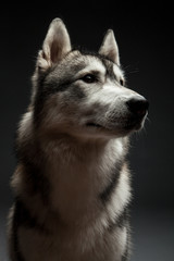 Huskey dog portrait in studio
