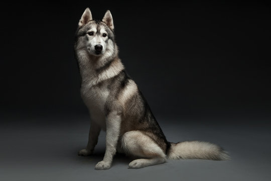 Huskey dog portrait in studio