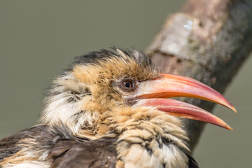 Red Billed Hornbill