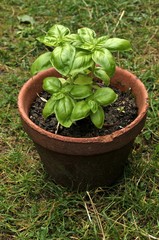 Pot de basilic 