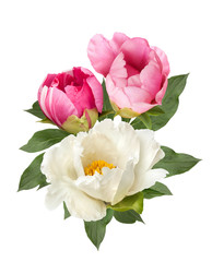pink and white peony flowers bouquet isolated