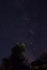 Night sky with trees silhouette; Szekelyudvarhely area, Romania