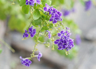 Obraz premium Violet flower, Golden Dew Drop, Duranta erecta on nature background