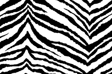 Background of zebra black and white, stripes of zebra © Viktoria Tom
