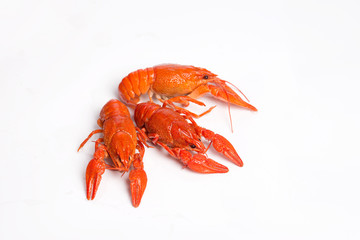 Boiled crawfish on a white background, top view.
