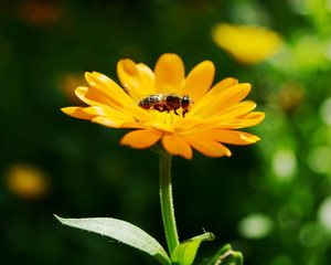 Fly sits in yellow bright flower on green background