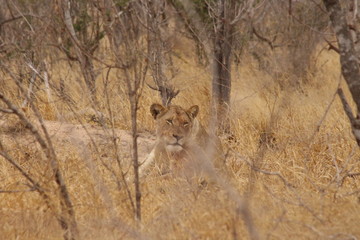 Lonely lioness in Park Kruger
