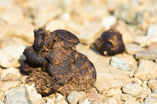 mucchio di cacca di cavallo