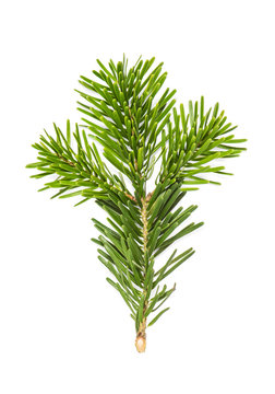 Christmas tree pine branches isolated white background