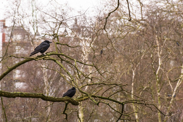 Ravens at St. James Park