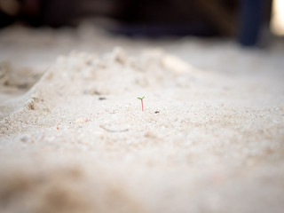 Tiny sprout grows on sand beach.