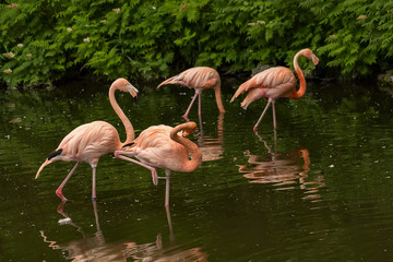 Fototapeta na wymiar Pink Flamingos