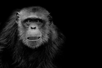 profile of a chimpanzee staring thoughtfully with room for text on a black background
