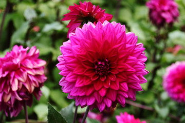 Obraz premium pinke dahlie im park