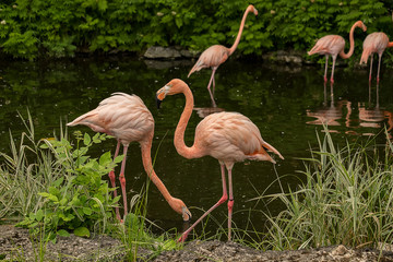 Pink Flamingos