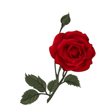 Beautiful red rose isolated on white. Perfect for background greeting cards and invitations of the wedding, birthday, Valentine's Day, Mother's Day.