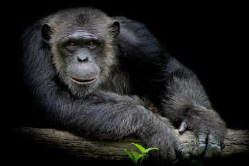 Cute Chimpanzee smile and catch big branch and look straight to front of him on black background - obrazy, fototapety, plakaty