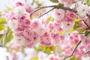 Fototapeta na wymiar Soft focus Cherry Blossom or Sakura flower on nature background