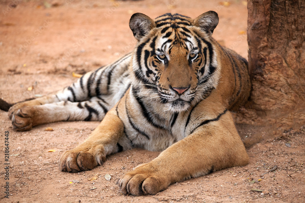 Wall mural tiger action