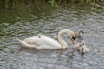 Mother Swan with Her Cygnets