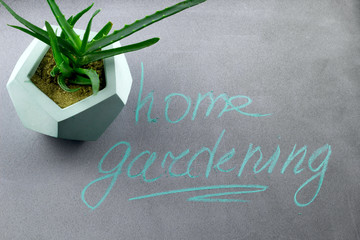 succulent concrete modern pot top view home gardening concept