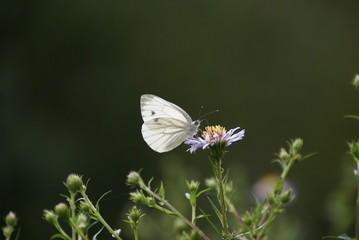 Rapsweißling auf Blüte 100 Pieris napi
