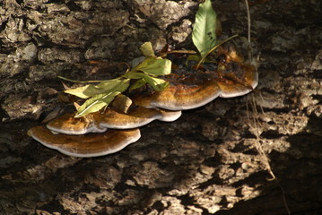 Rotrandiger Baumschwamm 182 Fomitopsis pinicola