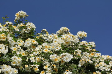 Białe róże na tle błękitnego nieba w ogrodzie - dużo kwiatów na krzaku
