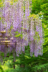 Obraz premium 万葉植物園の藤の花