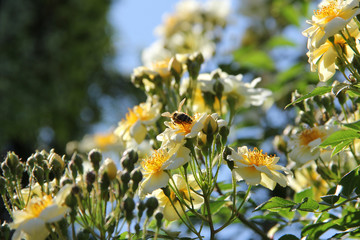 Białe róże z żółtymi pylnikami - pszczoła zbierająca nektar, w tle błękitne niebo -...