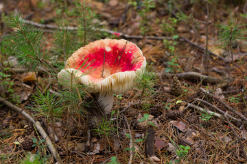 mushroom in autumn forest