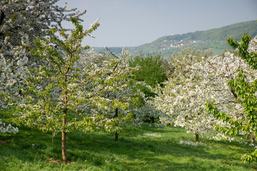 Kirschblütenzeit