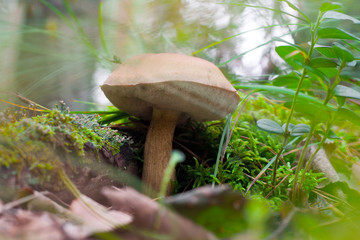 mushroom in autumn forest