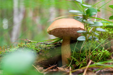mushroom in autumn forest