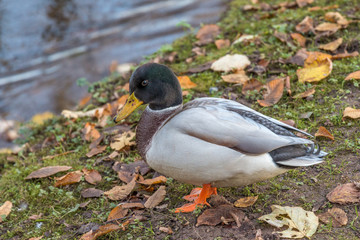 Duck