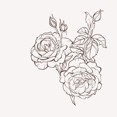 Rose flowers bouquet of contour style flower garland. Vector illustration.