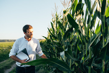 Yong handsome agronomist holds tablet touch pad computer in the corn field and examining crops...