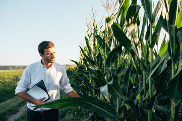 Yong handsome agronomist holds tablet touch pad computer in the corn field and examining crops before harvesting. Agribusiness concept. agricultural engineer standing in a corn field with a tablet.