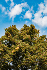Fototapeta na wymiar Large linden with linden flowers against a blue sky