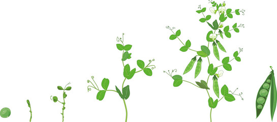Life cycle of pea plant. Stages of pea growth from seed and sprout to adult plant with fruits