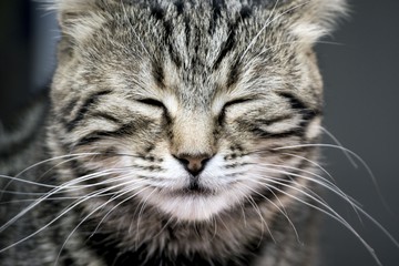Fototapeta na wymiar Sleeping cat close-up