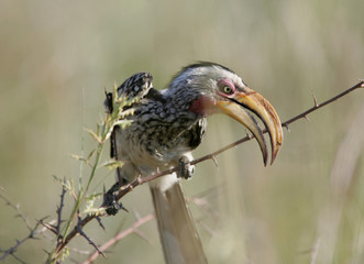 hornbill