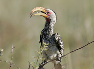 hornbill